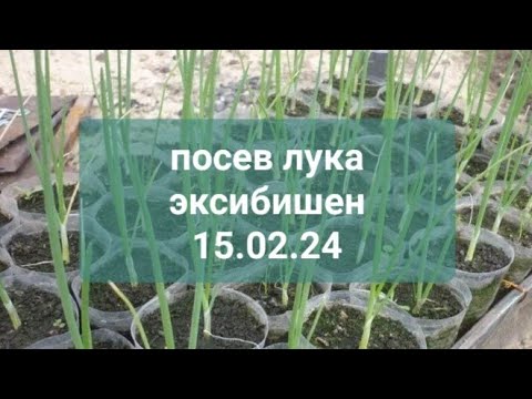 Видео: посев лука эксибишен на рассаду 15.02.24