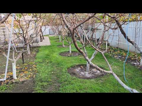 Видео: Профілактична, бактерицидна, дезінфікуюча обробка саду від клястероспоріозу, моніліозу, парші восени