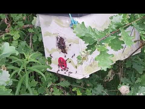 Видео: Ловим рои.  Осмотр пчелиных ловушек 16.06.2025.