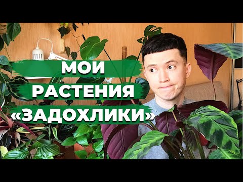 Видео: 5 Комнатных Растений с которыми я не могу справиться