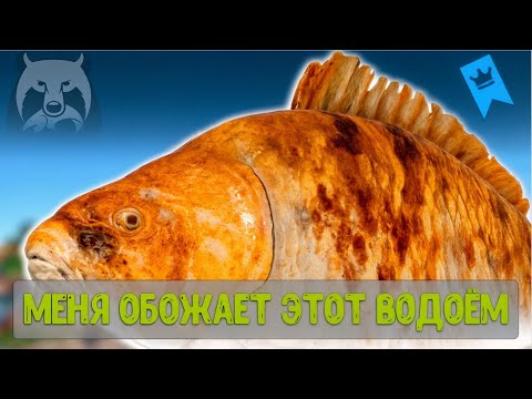 Видео: Янтарка меня просто обожает и вот что происходит #рр4