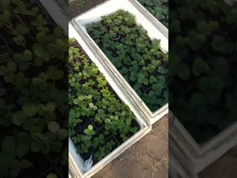 Видео: Укорінення вусів полуниці.Найкращий 100% спосіб.