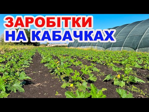 Видео: Кабачки до осені: прості кроки для рясного врожаю