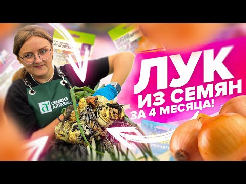 Видео: ЛУК ИЗ СЕМЯН - ДЕШЕВО И ПРОСТО! Эксибишн и нормальный лук