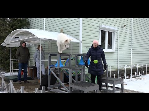 Видео: Консультация по выбору породы. Приоритет - белая швейцарская овчарка.