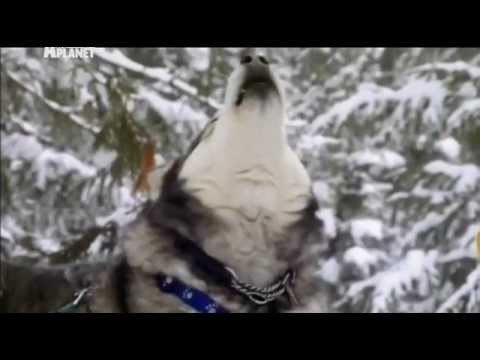 Видео: Аляскинский Маламут — Dogs 101