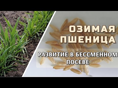 Видео: Озимая пшеница 2023. Болезни, сорняки, вредители и все сопутствующие проблемы.