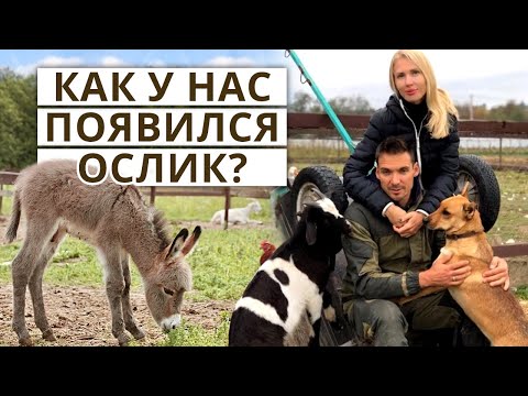 Видео: Фермерская жизнь животных / Экскурсия по ферме Усадьба Четыре сезона