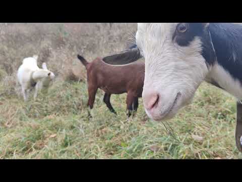 Видео: як назбирати сметану з козячого молока і чого я роблю масло .