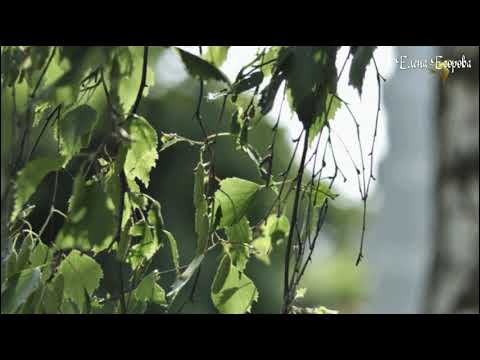 Видео: Вы шумите березы Виа Сябры .#ПесниНашейЮности  #YouTubeКаналЕленаЕгорова #ВиаСябры #ВыШумитеБерезы