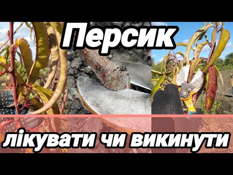 Видео: 5.10.25 Персик, як вилікувати невиліковні хвороби. 🤔 простий і надійний рецепт. 👍🏼