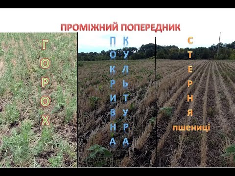 Видео: 14.09.22 ЕКСПЕРИМЕНТ❗❗❗- вплив ПРОМІЖНОГО попередника