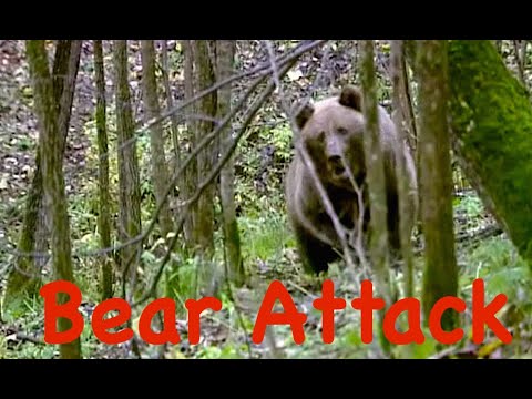 Видео: Bear Attack / Атака медведя. Застрелить или оставить в живых? Урал