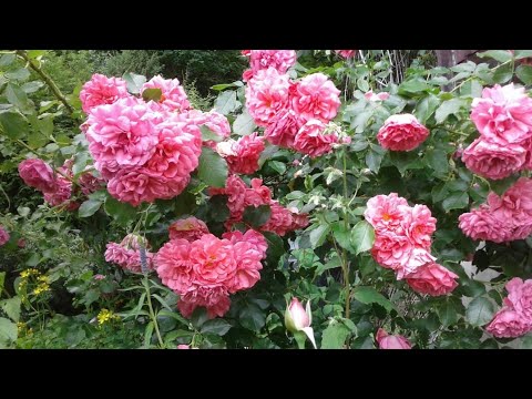 Видео: Роза. Лечение белизной