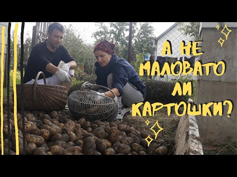 Видео: 🥔Кто не работает, тот ЕСТ🍑🥔\перебрали картошку🥔\убираем урожай у родителей в деревне\отдых в деревне