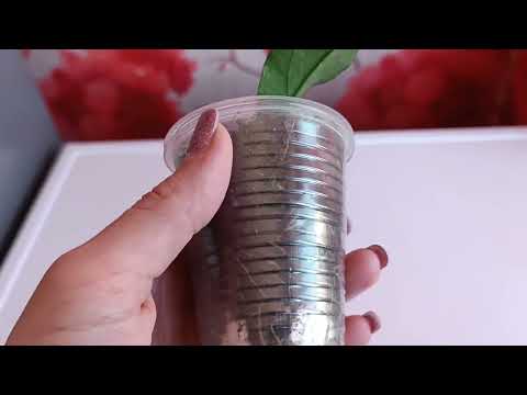 Видео: Укоренение хойи из одного листа.