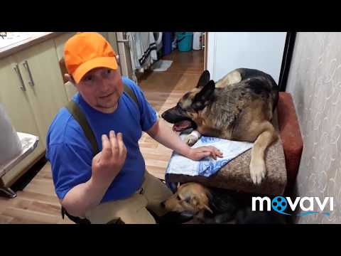 Видео: Немецкая овчарка. Воспаление глаз. Лечение.