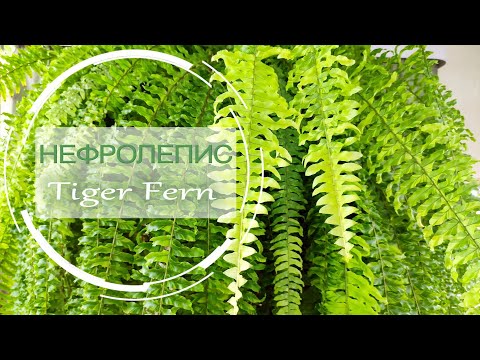 Видео: НЕФРОЛЕПИС 'Tiger Fern'