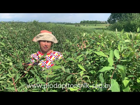 Видео: ЖИМОЛОСТЬ СЪЕДОБНАЯ. Почему не растёт? Когда сажать? Какие сорта жимолости купить для посадки?