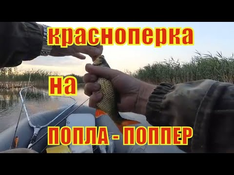 Видео: ЛОВЛЯ КРАСНОПЕРКИ НА ЖАБОВНИКЕ. ПОПЛА - ПОППЕР. ОСНАСТКА. ПРОВОДКА.