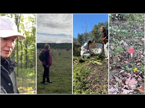 Видео: Осінь/Дача/Пішли в ліс по гриби/Потрібна річ на дачу