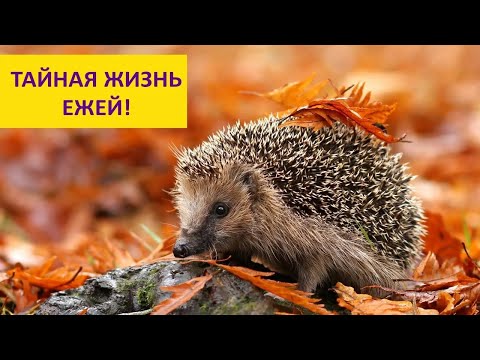 Видео: ПРАВДА О ЕЖАХ! Наталья Носова