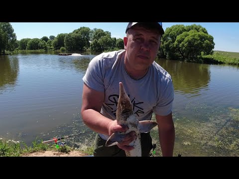 Видео: На что и на какие снасти ловить осетра на платных водоемах.