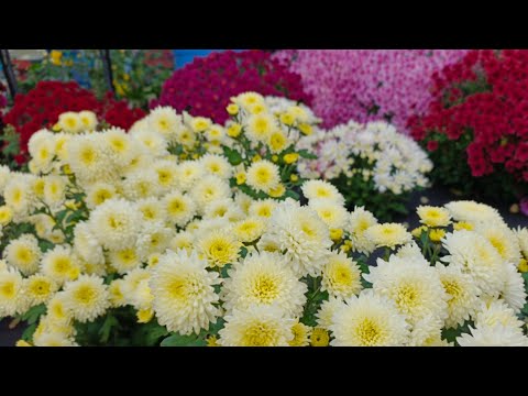 Видео: СЛЕДУЮЩАЯ ДЕСЯТКА СОРТОВ ХРИЗАНТЕМЫ ЗИМОСТОЙКОЙ.