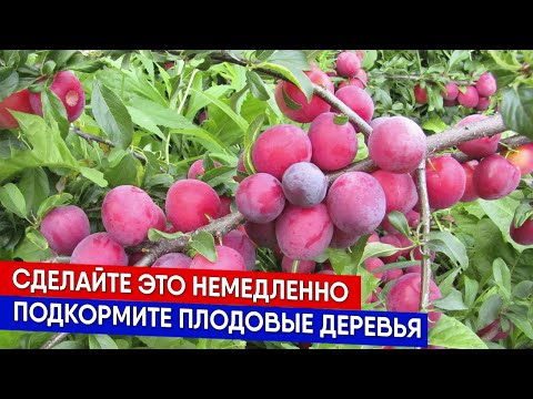 Видео: Сделайте это немедленно - подкормка деревьев осенью