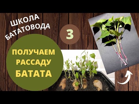 Видео: ШБ 3 Как получить рассаду батата