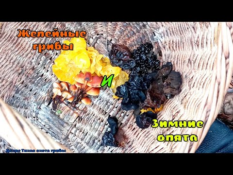Видео: Желейные грибы и зимние опята 12 декабря