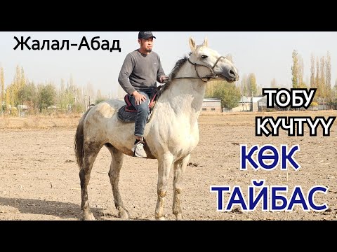 Видео: Жалал-Абаддын ТАЙБАСЫ