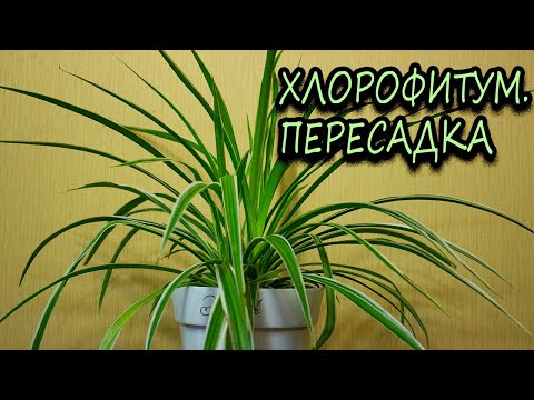 Видео: Хлорофитум. Пересадка. [Надежда и Мир]