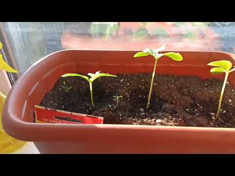 Видео: Один день из жизни в деревне 