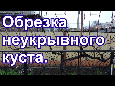 Видео: Обрезка неукрывного куста на вертикальной шпалере