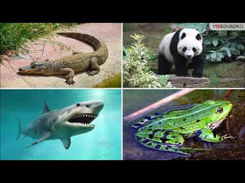 Видео: 03. Зачем изучать биологию и химию?