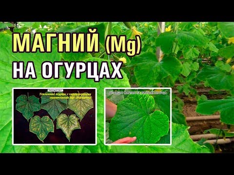 Видео: МАГНИЙ НА ОГУРЦАХ - ФОТОСИНТЕЗ, НАСЫЩЕННОСТЬ ЦВЕТА ПЛОДОВ (28-01-2019)