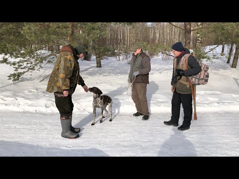 Видео: Легавая собака боится выстрелов