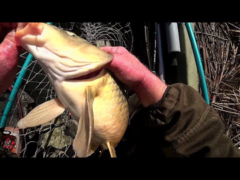 Видео: САЗАНА ПОЙМАЛ - В ПРИКЛЮЧЕНИЯ ПОПАЛ! РЫБАЛКА НА ЗАКИДУШКИ С ПОИСКОМ ДОБРЫХ ЛЮДЕЙ. СОБАЧЬИ РАЗБОРКИ.