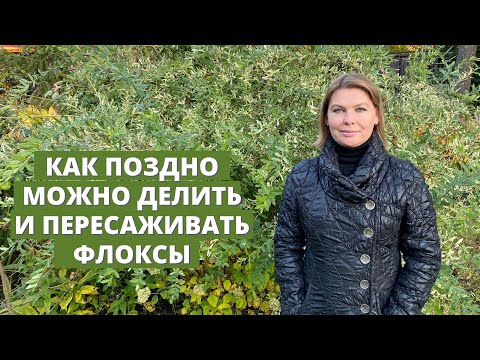 Видео: Когда можно пересаживать и делить флоксы