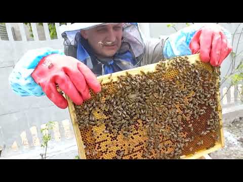 Видео: Придбали бджіл. Переносимо бджолопакет в вулик.