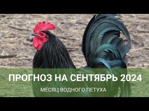 Видео: Прогноз рекомендации Фэн-шуй сентябрь 2024.