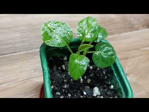 Видео: ТОМАТНОЕ ДЕРЕВО ВЫРАЩИВАНИЕ ИЗ СЕМЯН *ТАМАРИЛЛО,  ЦИФОМАНДРА.