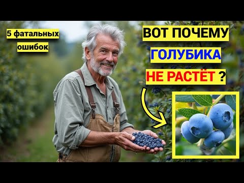 Видео: Голубика не растёт? Смотри ЭТО! 5 причин, почему куст не даёт прироста.