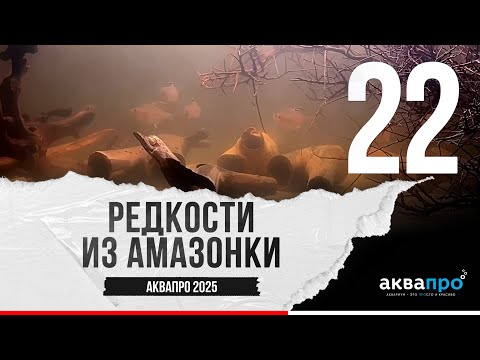 Видео: 22. Редкости из Амазонки. #АкваПро