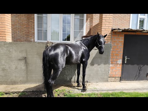 Видео: Первый день похода на Жеребце