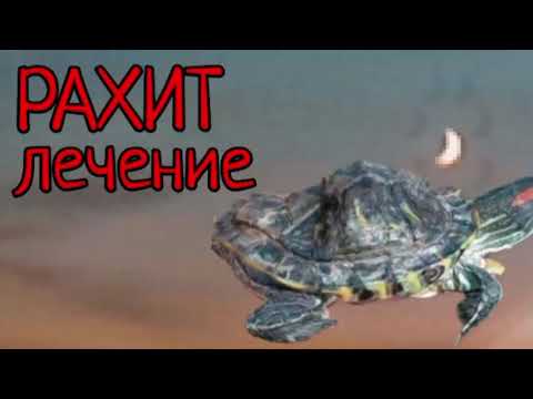 Видео: КАК ЛЕЧИТЬ РАХИТ У КРАСНОУХИХ ЧЕРЕПАХ!!!