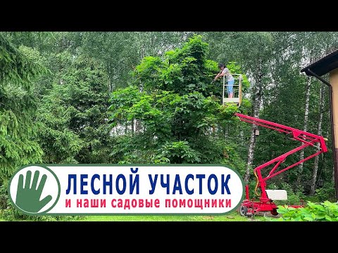 Видео: Видео журнал "СОФ №126"  ЛЕСНОЙ УЧАСТОК и наши садовые помощники
