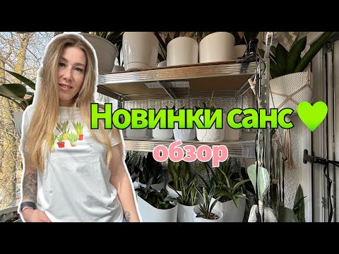 Видео: Новинки санс из Индонезии (апрель 2025) #сансевиерия #сансы #sansevieria