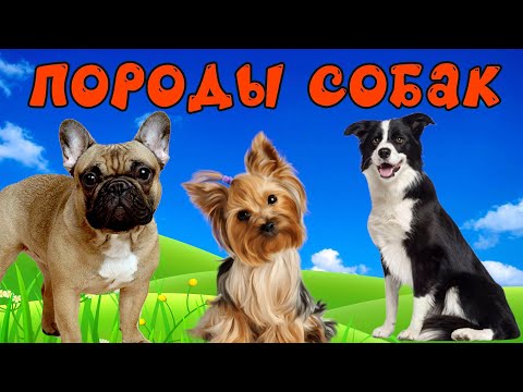 Видео: Собаки для детей. Учим породы собак и их звуки - развивиющее видео